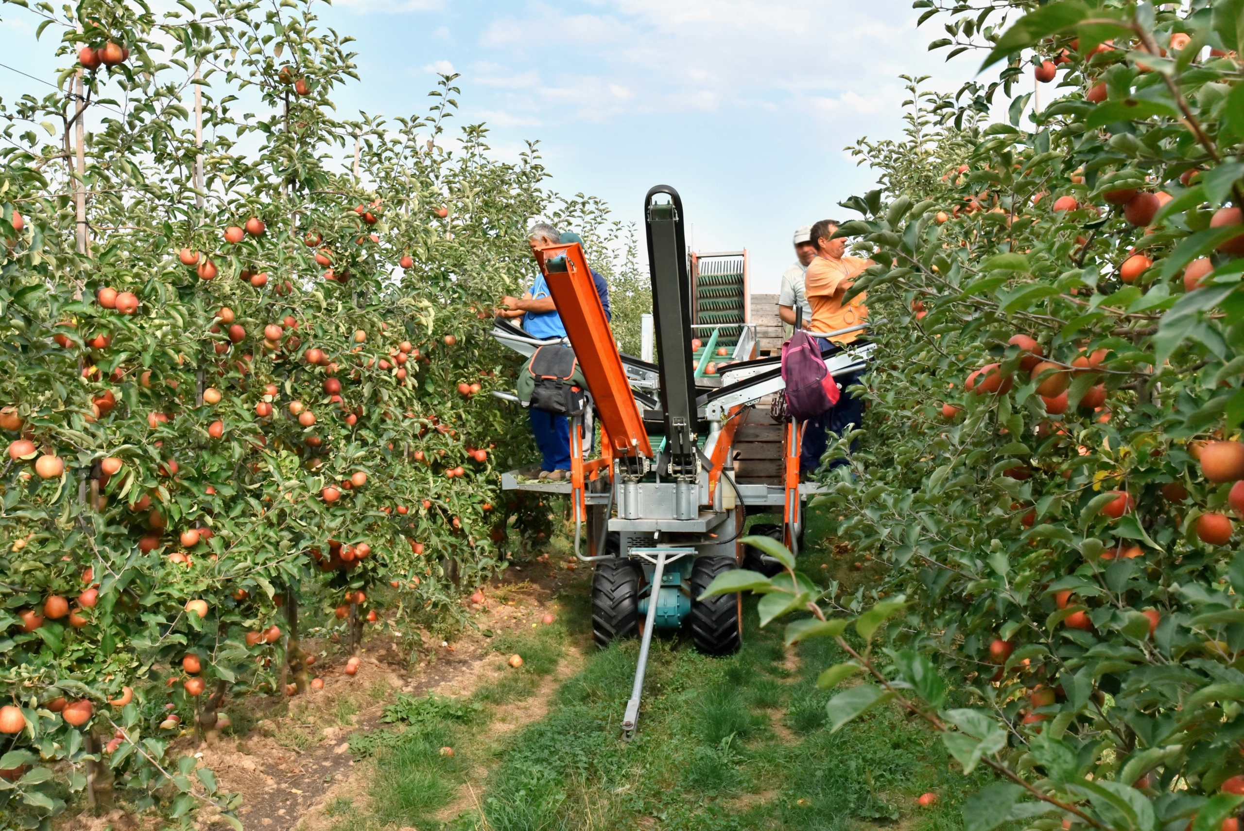 Fruit or cereal collection machinery