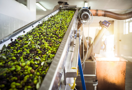 The,Making,Of,Extra,Virgin,Olive,Oil,In,Mola,Di