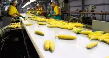 Nastri alimentari